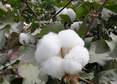 春季棉花种植管理技巧