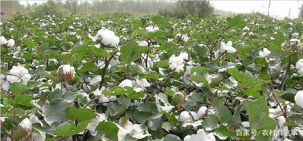 以前很多农民靠种植棉花赚钱,为何现在种棉花的人越来越少了?