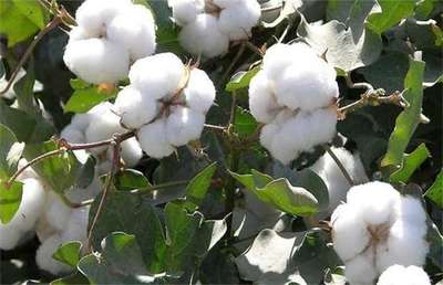 棉花要如何种植