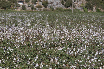 棉花,土耳其,巨大的,农业,圆荚